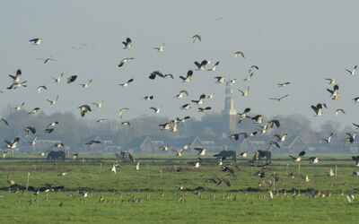 kievitwilsteraldeboarn311011